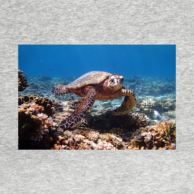 a turtle swimming under water on gili meno island in indonesia by Geoff79